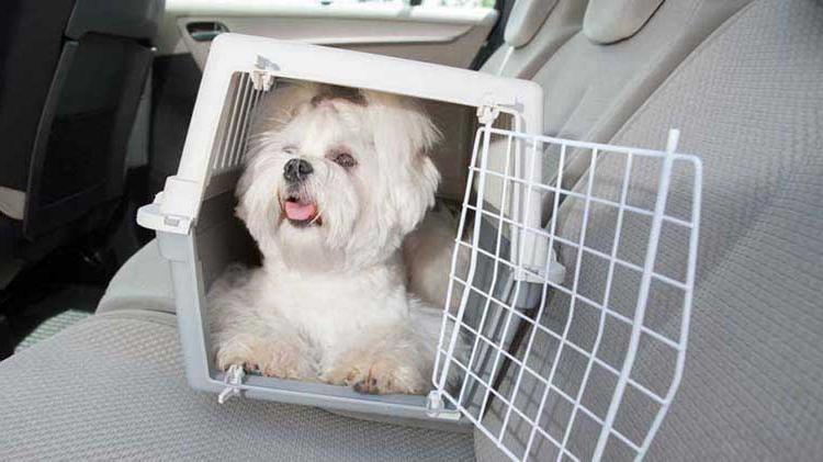 Small dog in a carrier in a car back seat.