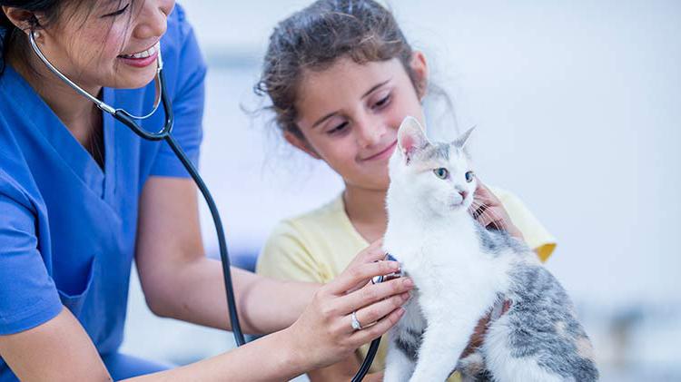 A veterinarian is listening to a cat's heart.