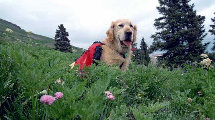Golden retriever hiking with dog pack.