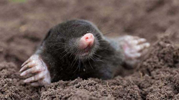 Mole digging in the dirt.