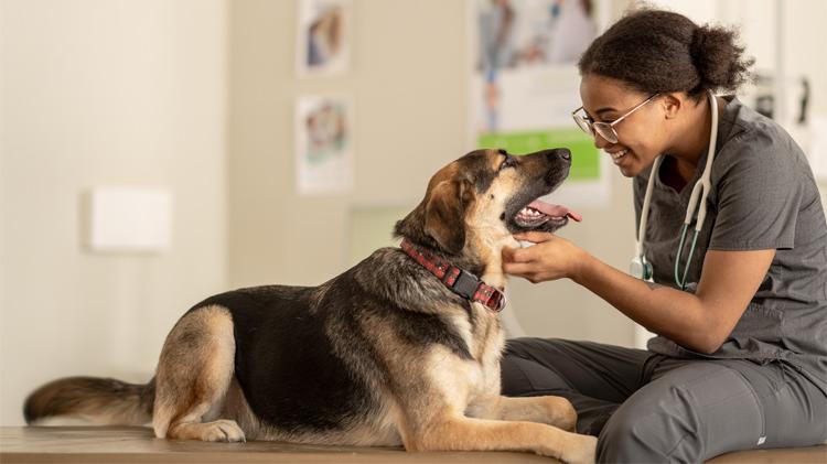 Veterinarian checking a dog’s dental health during an exam.
