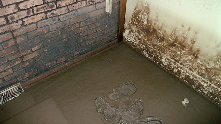 Household mold on walls of a basment.